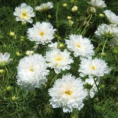 Mars Blomsterfröer Impecta Rosenskära 'Double Click Snow Puff'