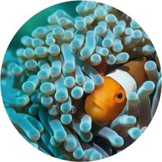 Wallpapers Highland Dunes WallArt Wallpaper Circle Nemo the Anemonefish 142.5 cm