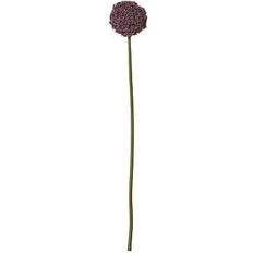 Purple Allium Stem