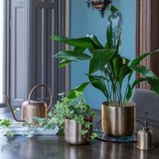 Metal Water Cans Ivyline Kew Matt Brass Watering Can 19 cm