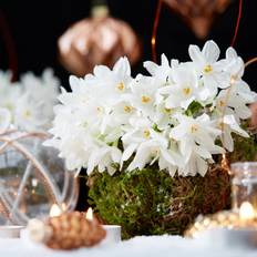 Flower Seeds Van Zyverden White Narcissus Bulbs 5 Count