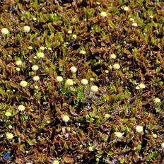 Leptinella (Cotula) Squalida Staude