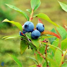 Large-Fruited Blueberry 'Blue Crop' Potteplante