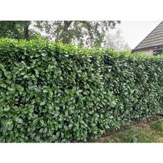 Cherry Laurel 'Novita' 100-120cm Hækplante