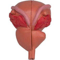 Svea Prostatamodell 2-pack