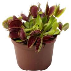 Dionaea Muscipula Potteplante