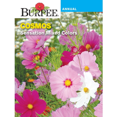 Flower Seeds Burpee Burpee Sensation Mix Cosmos Flower Seed 1-Pack Full Sun