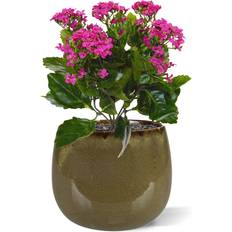 Blåa Konstgjorda växter Green4Ever Kalanchoe Bukett 30 cm Konstgjord växt