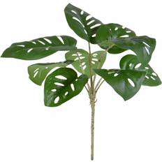 Monstera 30 cm