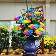 Shein 100 Pcs Rare Rainbow Chrysanthemum Flower Seeds
