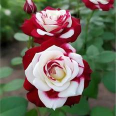 Shein 100 Pcs Rare Double Red And White Rose Seeds