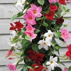 Perennials Thompson & Morgan 3 x Mandevilla Sanderi Bloom Bells Multi