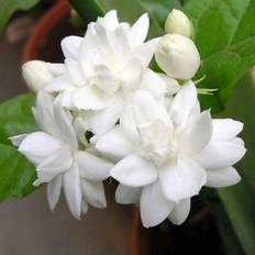 Shein 200 Arabian Jasmine Seeds - Aromatic Exotic Tropical Plant Seeds