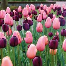Shein 100 Seeds Tulip Perfume Flower Seeds