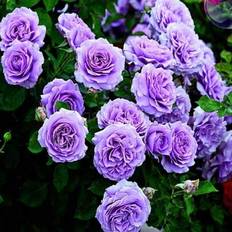 Shein Traditional Purple Climbing Rose Garden Seeds Magnificent Fragrant Display Of Flowering Bushes