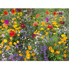 Wildflower Wildflower Seeds Mix 25g Garden Bee Scented Meadow Flower