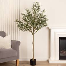 Olive Tree in Black Plastic Pot - Green