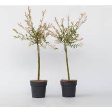 Bomen en Struiken Plant in a Box Set Van 2 Salix Integra Flamingo Hoogte 60-80cm
