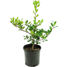 Trees & Shrubs National Plant Network National Plant Network 1 gal