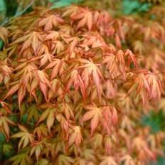 Plants Acer Palmatum 'Katsura'