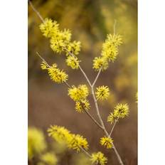 Ornamental Shrubs Hamamelis Arnold Promise Shrub Plant 4ft 7.5 Litre Pot
