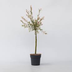Puut ja Pensaat Plant in a Box Flamingonpaju Salix Integra Flamingo 60-80cm x 17cm