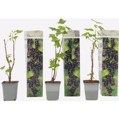 Bomen en Struiken Plant in a Box Schwarze Johannisbeere 3er Set