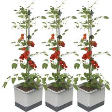 Plantenvoedingen Tom Tomato 3er-Set Plantcontainer