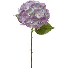 Hortensia 50 cm