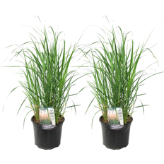 Perenni Plant in a Box Fingergras 2 Stk Panicum Virgatum