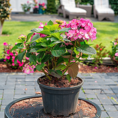 Perenni Plant in a Box Hydrangea Paniculata Dare Devil Altezza 25-40cm 19cm