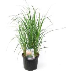 Perenni Plant in a Box Panicum Virgatum Heavy Metal Altezza 40-60cm