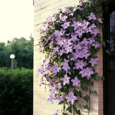 Perenni Plant in a Box Rampicante 2 Pezzi Clematis Hagley Hybrid 100-120 cm