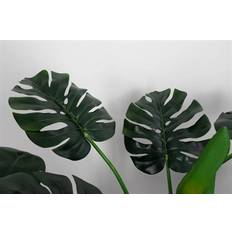 Fingerphilodendron Monstera Höjd 100 cm