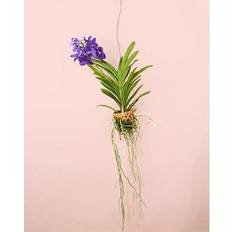 Plantas Orquídea Vanda Maceta Terracota Planta Natural