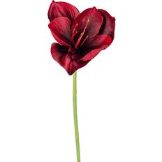 Amaryllis Röd 40 cm