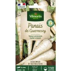 Graines de Légumes Vilmorin Graines de Panais Variété Guernesey
