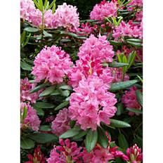 Puut ja Pensaat Alppiruusu Haaga Viheraarni Rhododendron 30-40