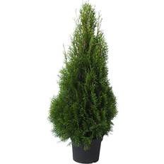 Stauder Thuja På Lager I Varehus Staude