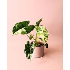 Plantas Alocasia Frydek Variegata Plantas Naturales Interior