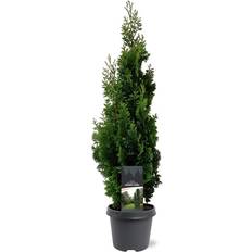Bomen en Struiken Thuja Occidentalis Degroot Spire 60-80 cm Conifeer Groen