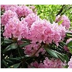 Puut ja Pensaat Alppiruusu Viheraarni Rhododendron Helsingin Yliopisto 30-40