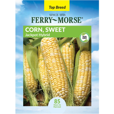 Vegetable Seeds Ferry-Morse 6G Corn Hybrid Annual Vegetable Seeds