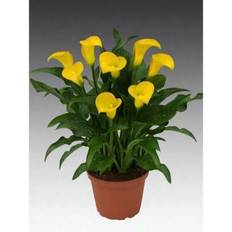 Flower Seeds Shein 50pcs Calla Lily Flower Seeds