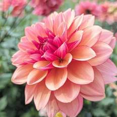 Shein 195pcs Mixed Dahlia Seeds Compound Petals
