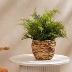 Fern in Basket Green