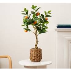 Orange Tree in Woven Basket