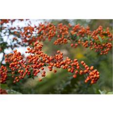Heckenpflanzen Pyracantha Orange Charmer Feuerdorn 100–125 cm
