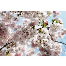 East Urban Home Castorina National Geographic Wall Mural Light Pink