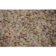 Vegetable Seeds Shein In Stock 100 Green Lens Culinaris Vegetable